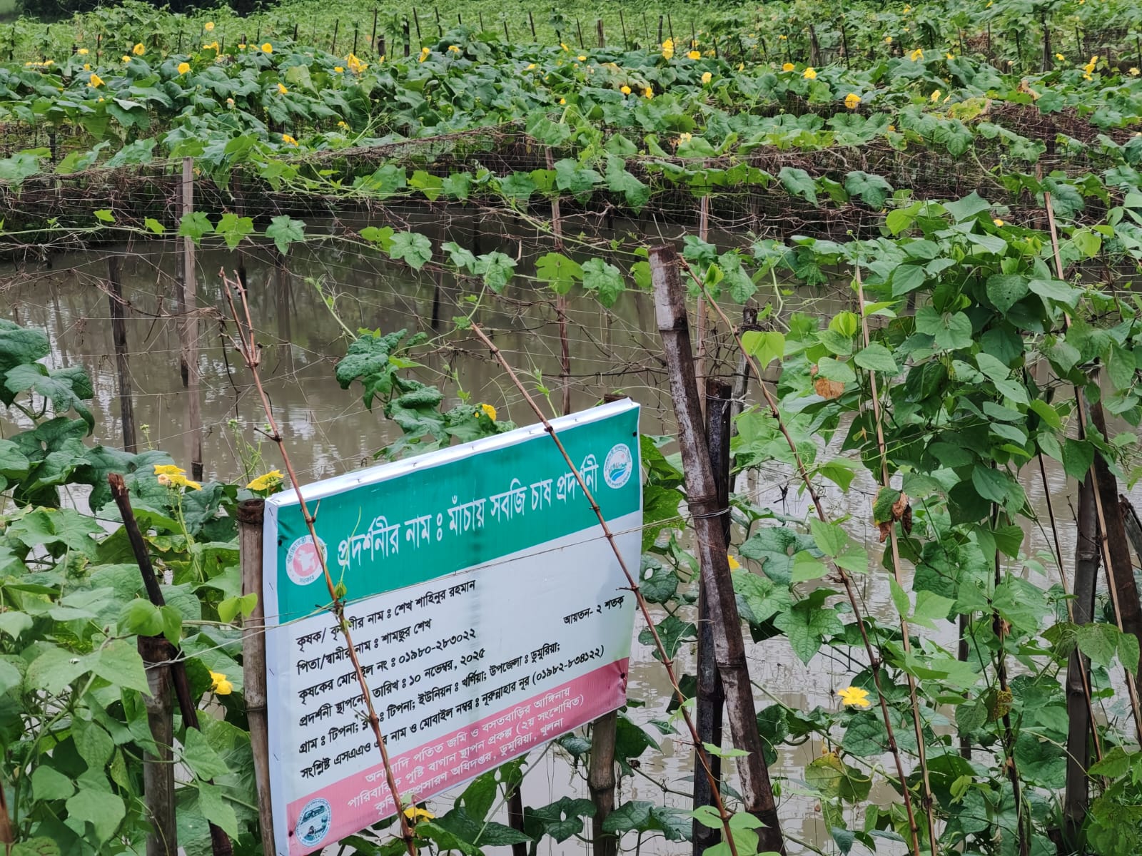 মাচায় পোল্লার বাম্পার ফলন: ডুমুরিয়ার শাহিনুরের সাফল্যে কৃষকদের মাঝে নতুন আশা