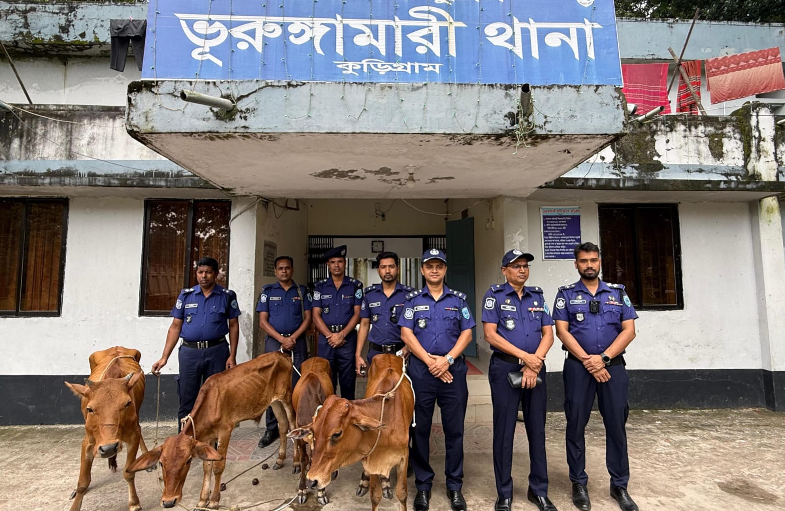 অবৈধভাবে নদীপথে গরু এনে এলাকায় রেখে বাজারে বিক্রি, পুলিশের অভিযানে গরুসহ আটক ৫