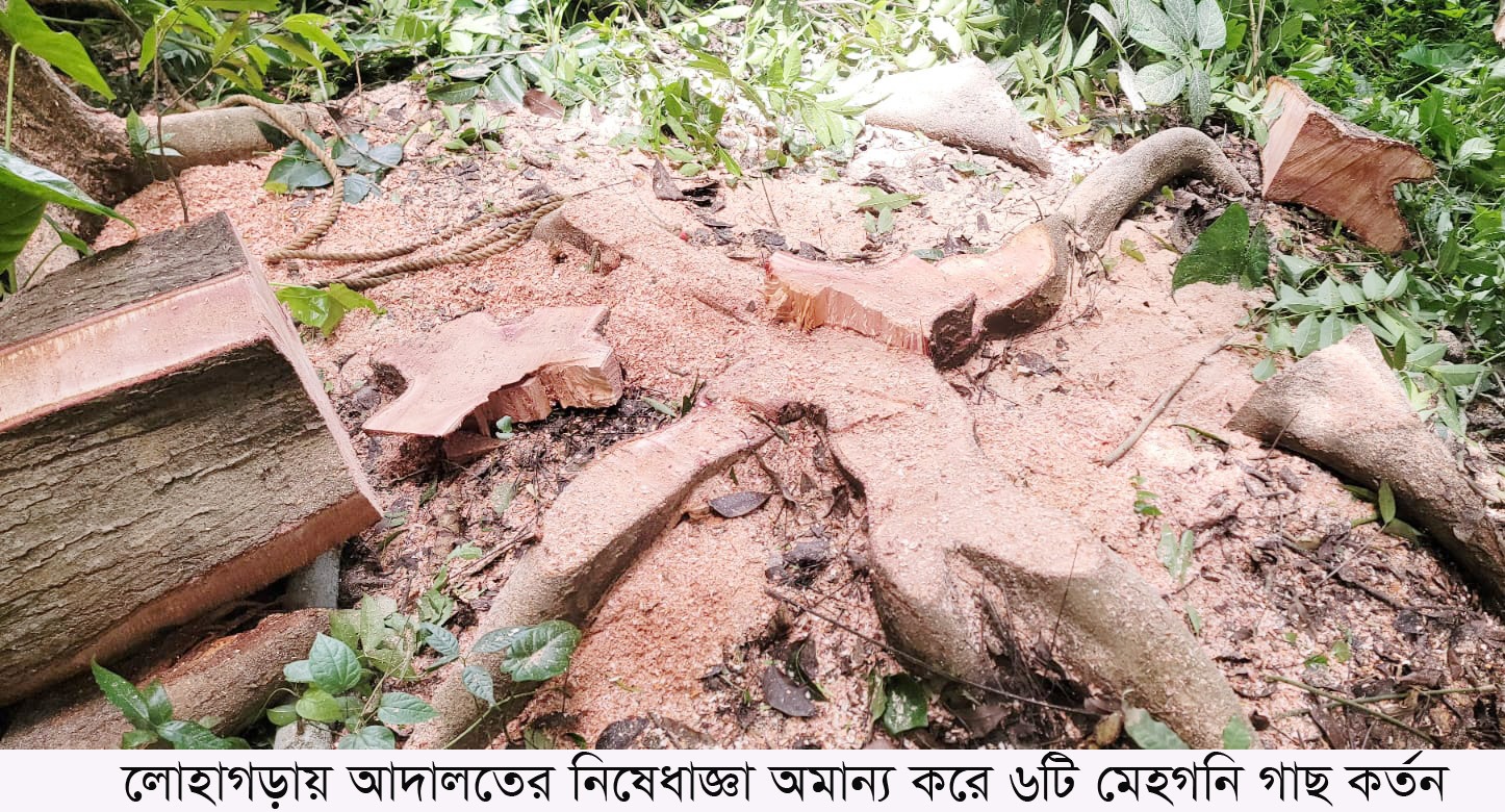 নড়াইলের লোহাগড়ায় আদালতের নিষেধাজ্ঞা অমান্য করে গাছ কর্তন