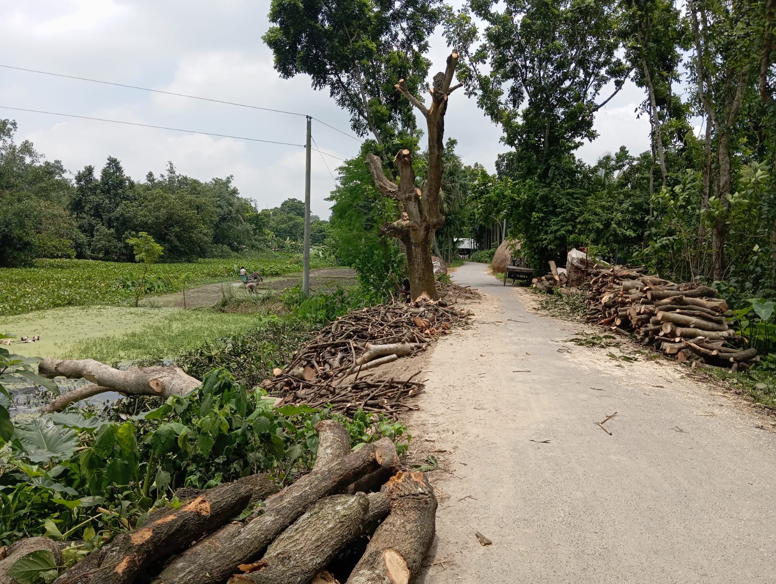 ভাঙ্গুড়ায় রাস্তার গাছ কেটে বিক্রয়ের অভিযোগ, তদন্তে বন বিভাগ