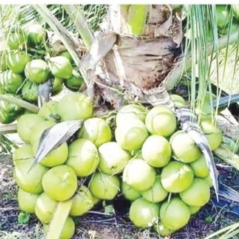 ভিয়েতনামী খাটো জাতের নারকেল চাষে ডুমুরিয়ায় বিপ্লব
