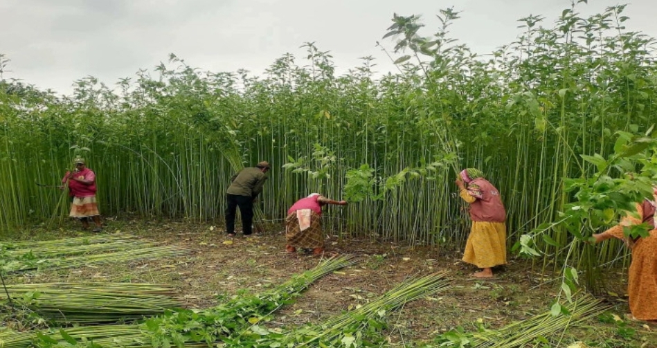 ঠাকুরগাঁওয়ে অসহায় কৃষক পরিবারের ফসলের পরিচর্যা ও সংগ্রহে এগিয়ে এলো আনসার-ভিডিপি