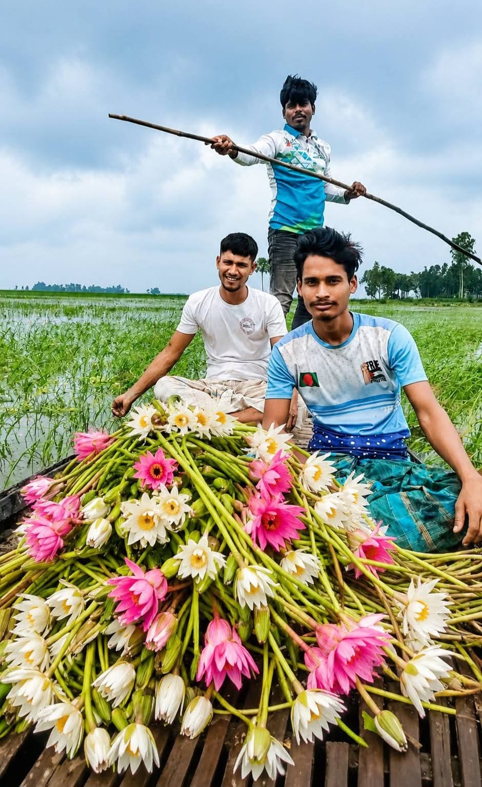 শরতের আগেই চলনবিলে লাল-সাদা শাপলার সমারোহ