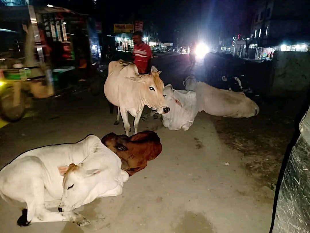 সড়ক নাকি গোয়ালঘর, ঝিনাইদহে গবাদিপশুর মুক্ত বিচরণে নাভিশ্বাস পথচারীদের