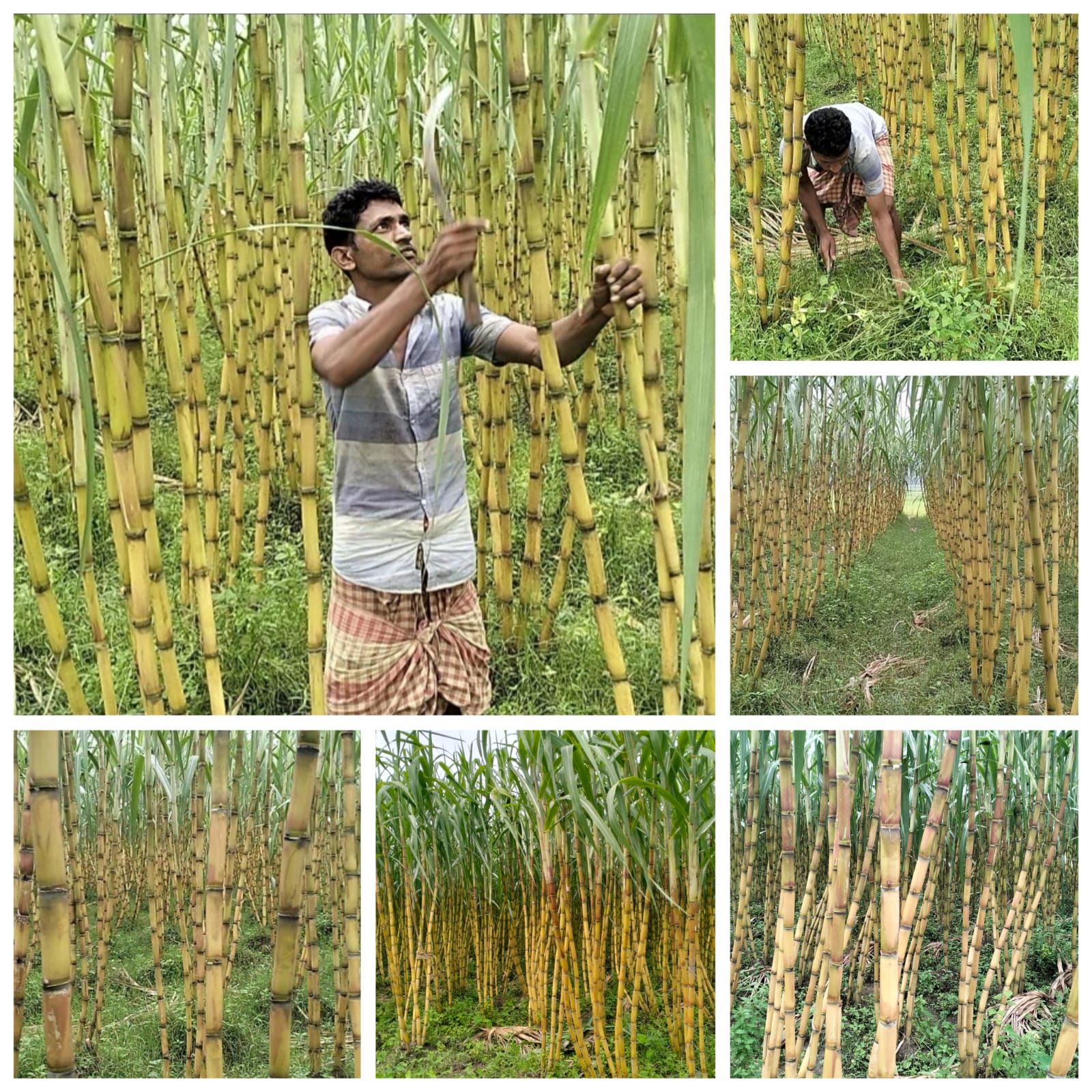 আশুলিয়ায় আখের বাম্পার ফলন, তিনগুণ লাভের স্বপ্ন দেখছেন কৃষকরা