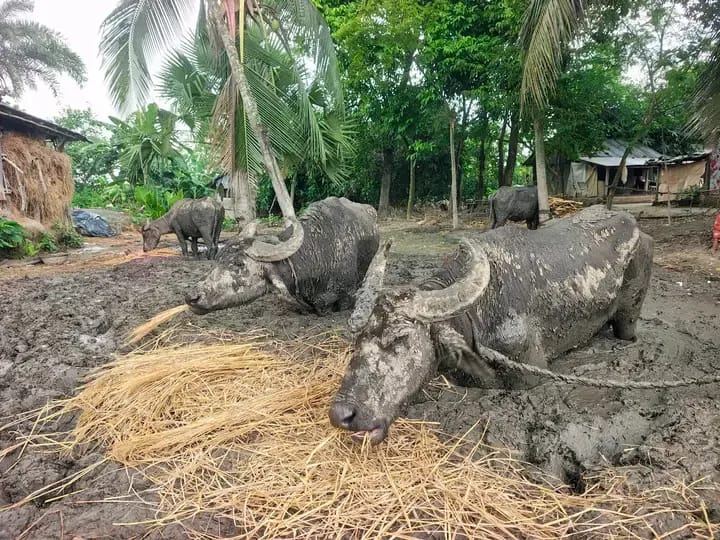 বুকসমান কাদা থেকে উদ্ধার ৪ মহিষ