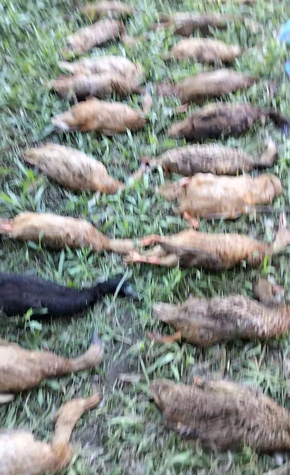 ৫ যুবকের স্বপ্নে নির্মম আঘাত, হামলায় প্রাণ গেল বহু…