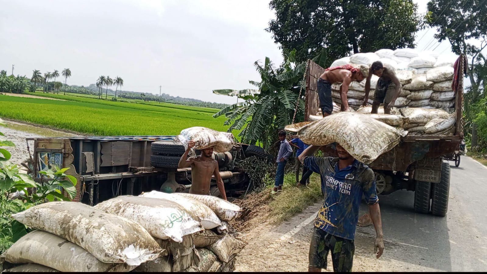 সারবোঝাই ট্রাক উল্টে ধানক্ষেতে