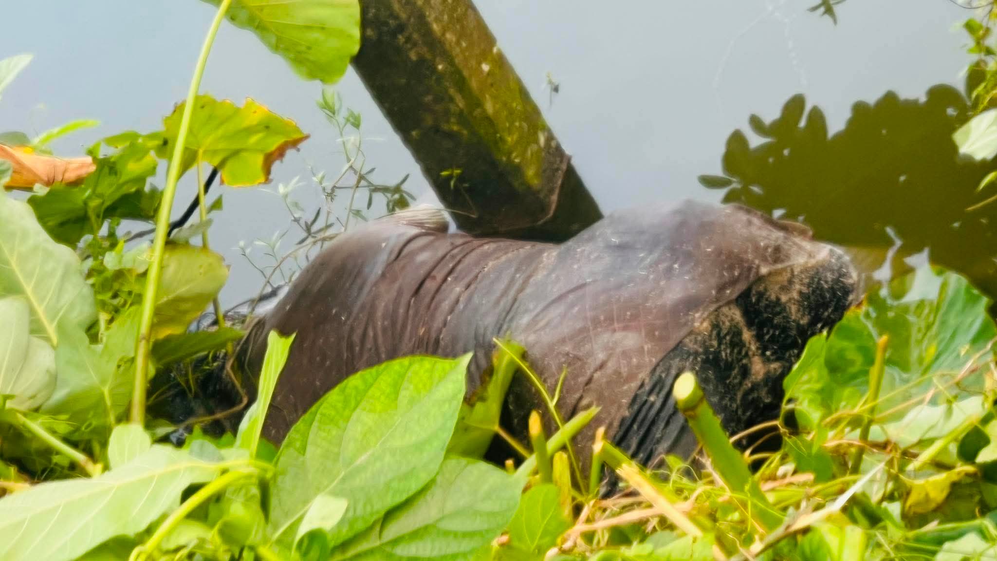 পুকুর থেকে ৩ দিন পর নিখোঁজ যুবকের অর্ধগলিত লাশ উদ্ধার